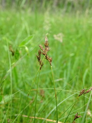 Carex praecox