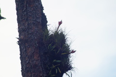 Tillandsia punctulata