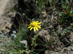 Blennosperma nanum