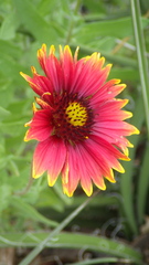 Gaillardia pulchella