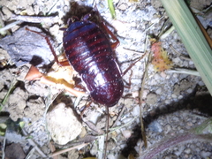 Blatta orientalis