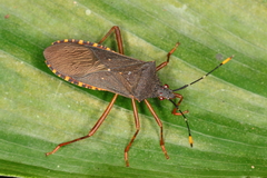 Leptoscelis elongator