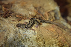 Plethodon caddoensis
