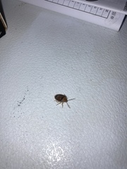 Dryadocoris apicalis