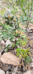 Grevillea pulchella