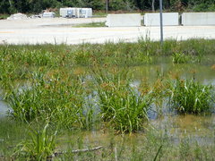 Rhynchospora indianolensis