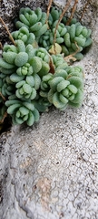 Sedum dasyphyllum