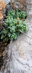 Sedum dasyphyllum