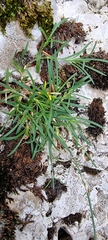 Petrorhagia saxifraga
