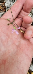 Petrorhagia saxifraga