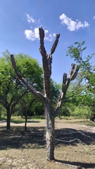 Cereeae