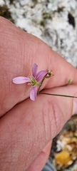 Petrorhagia saxifraga