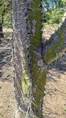 Cereeae