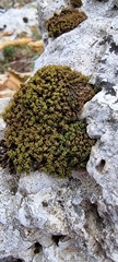 Tortella tortuosa