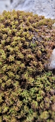 Tortella tortuosa