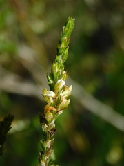 Aspalathus ericifolia