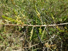 Aspalathus ericifolia