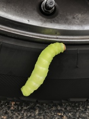 Antheraea polyphemus