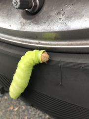Antheraea polyphemus