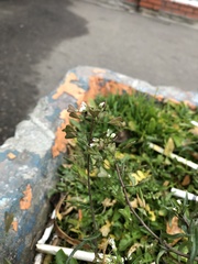 Capsella bursa-pastoris