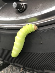 Antheraea polyphemus