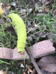 Antheraea polyphemus