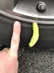 Antheraea polyphemus