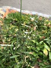 Capsella bursa-pastoris