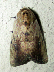 Tachosa brunnescens