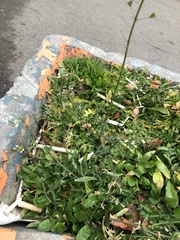 Capsella bursa-pastoris