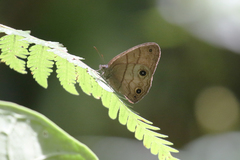 Hermeuptychia harmonia