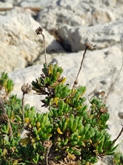 Limbarda crithmoides