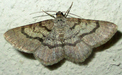 Chiasmia tecnium