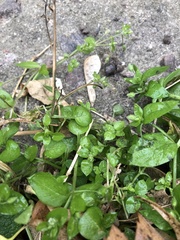 Stellaria media