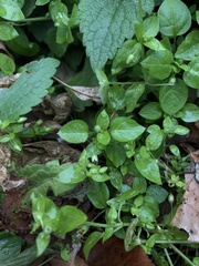 Stellaria media