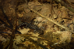 Plethodon caddoensis