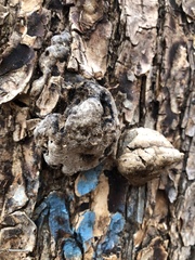Fomitiporia robusta
