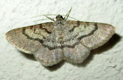 Chiasmia tecnium