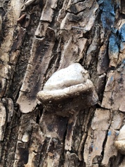 Fomitiporia robusta