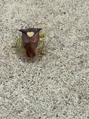 Sastragala esakii