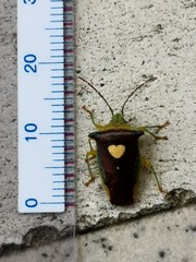 Sastragala esakii