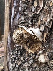Fomitiporia robusta