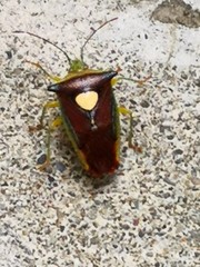 Sastragala esakii