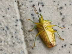 Sastragala esakii
