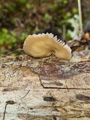 Lentinellus flabelliformis