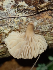Lentinellus flabelliformis