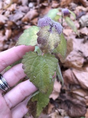 Lamium maculatum