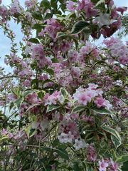 Weigela hortensis