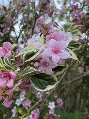 Weigela hortensis