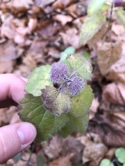 Lamium maculatum